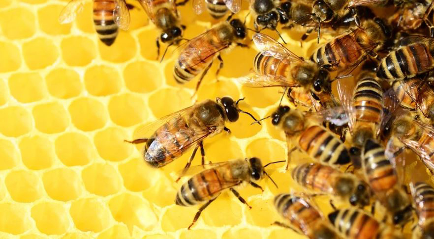 Formont Venaria organizza un corso di apicoltura sostenibile