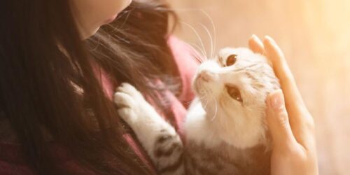 gattoterapia