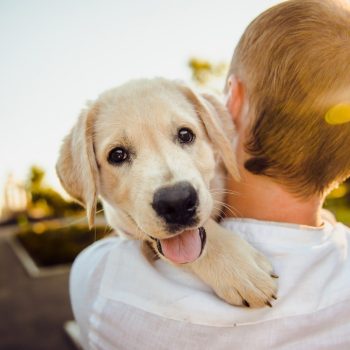 7467M_pettherapy